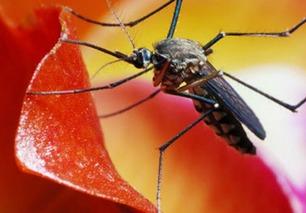 日本蚊子多吗,蚊子繁盛之地，夏季防蚊攻略全解析