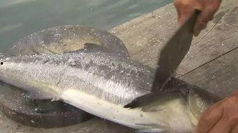 草鱼散炮爆料视频播放,揭秘视频播放背后的惊人数据与现象