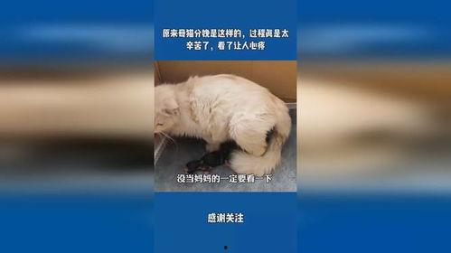 母猫生产过程视频播放,温馨见证生命的诞生