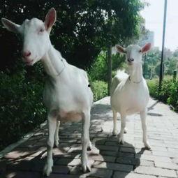 羊走路视频,捕捉自然和谐之美