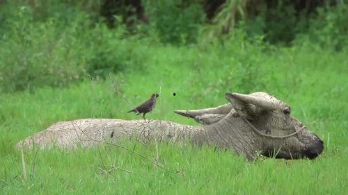 八哥最新爆料视频直播,最新爆料视频内容大起底